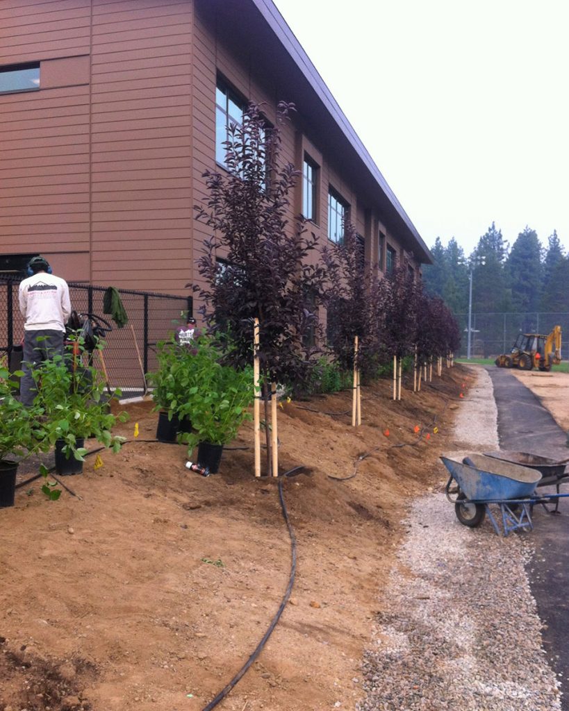 Commercial Tree Planting Services - Earth &amp; Stone Landscapes - Tahoe and surrounding areas.