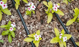 Earth & Stone Landscapes Drip Irrigation Example for mountain climates in Tahoe and surrounding areas.